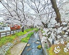 二ヶ領用水宿河原桜並木